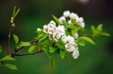 Blooming flowers on fruit trees blooming springtime in garden