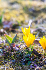 Yellow crocuses blossomed in the garden