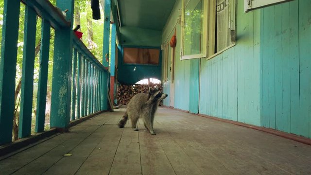 The raccoon came to the veranda of the house, stood on its hind legs and asked for food. Wild forest raccoon takes a cookie from his hands