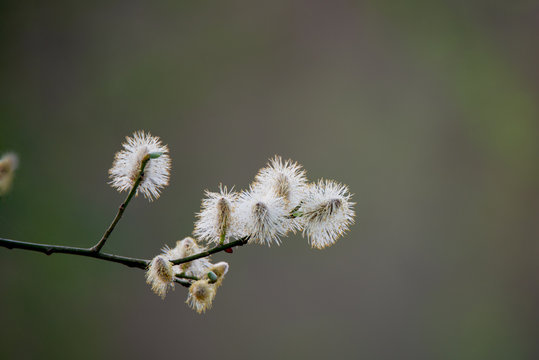 Weidek&auml;tzchen - ein flauschig, frischer Fr&uuml;hlingsbote erbl&uuml;ht