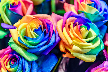 Fototapeta na wymiar Parque floral de Keukenhof (Lisse, Holanda Meridional, Países Bajos) / Bloemenpark Keukenhof (Lisse, Zuid-Holland, Nederland) Rosas multicolores