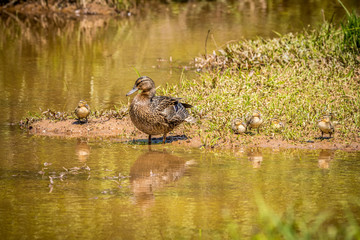 Female mallard and ducklings closeup