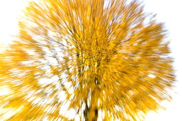 zoom Effect on an autumn tree