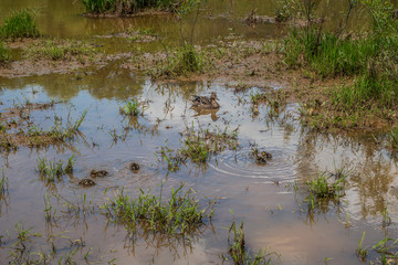 Female mallard and ducklings