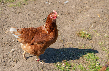 Huhn