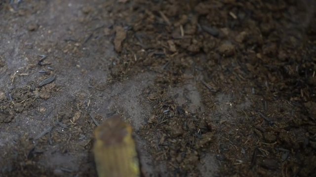 Slow video poking lizard with tweezers