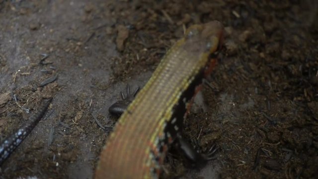 Slow video poking lizard with tweezers