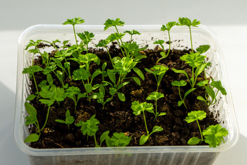 Young parsley in a plastic container on the window, home garden.