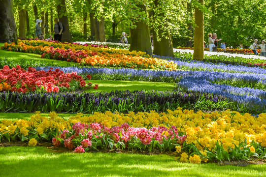 Parque floral de Keukenhof (Lisse, Holanda Meridional, Países Bajos) / Bloemenpark Keukenhof (Lisse, Zuid-Holland, Nederland) Campo de flores de varios colores