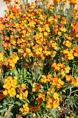 Fototapeta premium Giroflée orange au jardin au printemps