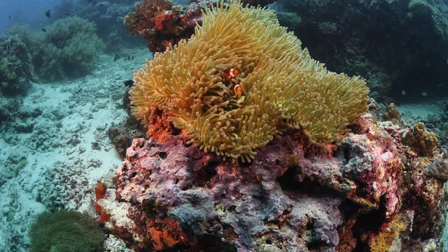 anemone fish clown fish underwater in an anemone in tropical waters with corals around