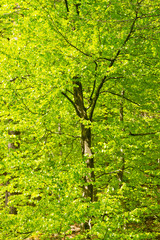 Beech in springtime with fresh green leafs