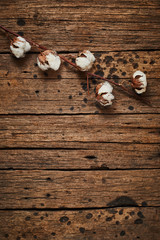 Beautiful white cotton flowers.