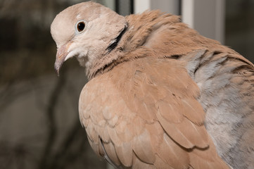 A graceful fluffy laughing dove looks at you. Ringneck dove close up.
