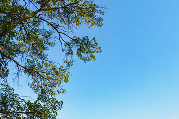 Tree branches with green leaves on background of blue sky, copy space.