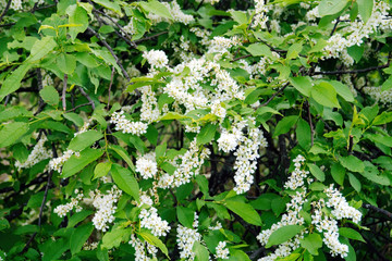 Bird cherry flowers and leaves on tree branches in spring. Prunus padus, known as hackberry, hagberry, or Mayday tree