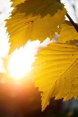 Sun rays of sunset shine through two yellow leaves in autumn. Selective focus.