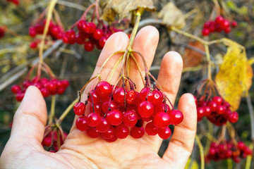 Branch of red viburnum fruits on women hand at autumn day, selective focus.