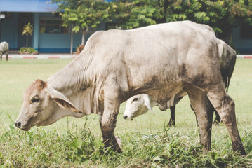 Cows are grazing on green field with wooden building, trees on background. 