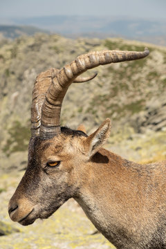 Retrato de un macho de cabra montés (Capra pyrenaica victoriae) en el Parque Regional de la Sierra de Gredos.