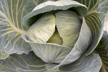 white cabbage large ripe close-up, cultural plant and agriculture