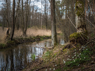 Fototapeta na wymiar in the spring forest