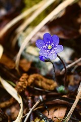 Spring flower has struggled to the surface