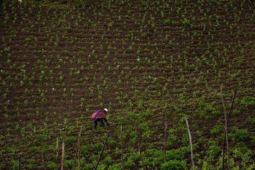 
148/5000
Time to sow. The potato in Boyacá, Colombia, is a staple food for farmers. Planting is made for both men and women.