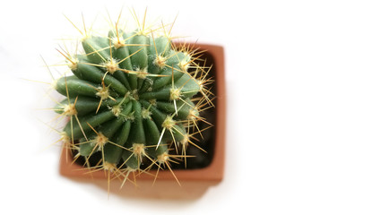 Green gymnocalycium cactus in brown pots on white background. focus at center of cactus.