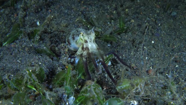 Coconut Octopus - Amphioctopus marginatus hanting in the night. Macro underwater 4k video. Tulamben, Bali, Indonesia. 