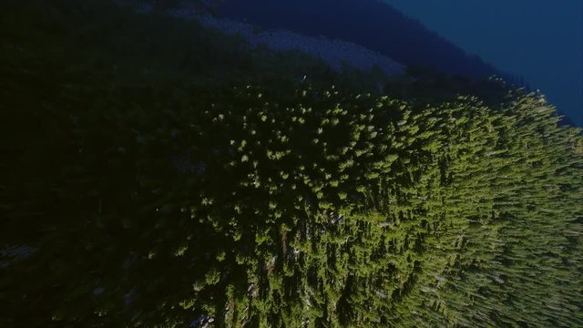 Widgeon Lake Pinecone Burke BC Canada