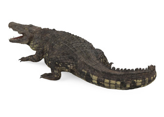 Crocodile Isolated
