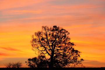 Silhouette d'arbre et coucher de soleil	