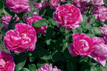 blooming pink flowers peonies in the field in the garden in summer