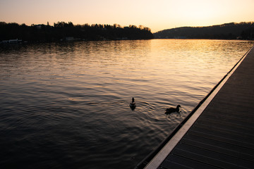 Zwei Enten an einem Bootssteg auf dem Baldeneysee in Essen - Bredeney, Goldene Stunde am größten See des Ruhrgebiets