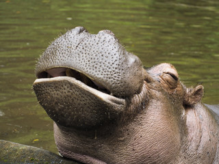 smiling hippopotamus at safari park indonesia