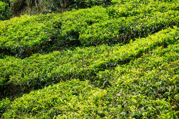 Fototapeta na wymiar big and sun green plantation of tea in India .