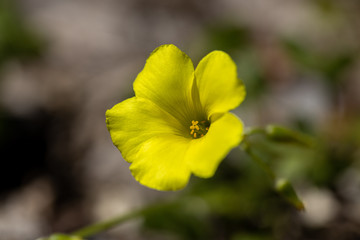 simple yellow macro
