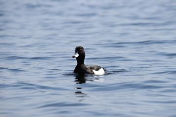 The crested blackened male swims in sunny weather in a lake in the spring Moscow region