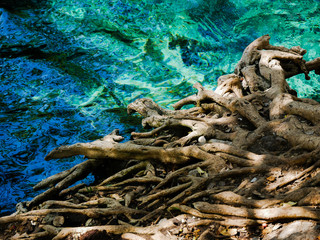 Roots at the Hot Springs in Tanzania.