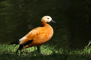 Orange duck  shelducks female stands in green grass on the lake in sunny weather in the Moscow region