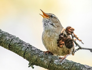 Singender Zaunkönig im Sonnenschein