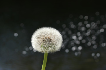 Fluffy white dandelion on a background of water and bokeh from solar lights