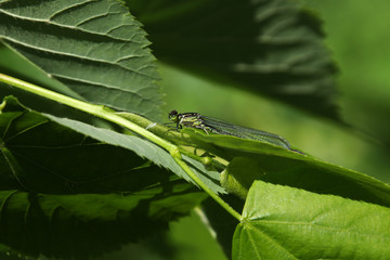 Lyutka Dryad on green foliage in sunny weather in the Moscow region