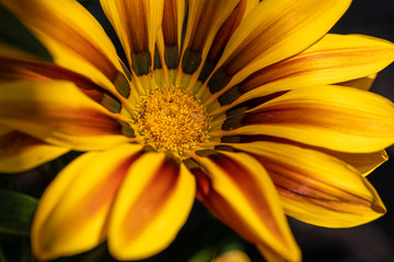 orange and yellow flower macro