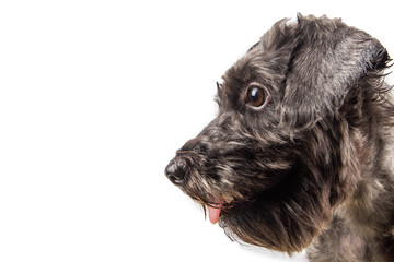 Portraiture Joyful puppy purebred toy poodle puppy on white background. 