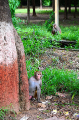 Gruppo di scimmie con cucciolo nei siti archeologici in india