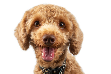 Portraiture Joyful puppy purebred toy poodle puppy on white background. 