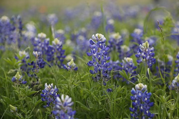 Fototapeta premium Bluebonnet Field 