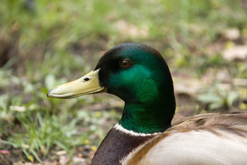 Mallard duck male in colorful plumage close-up in spring Moscow region